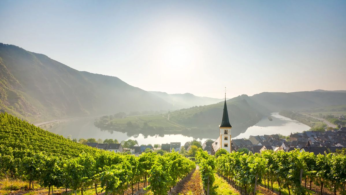 Mosel vineyards