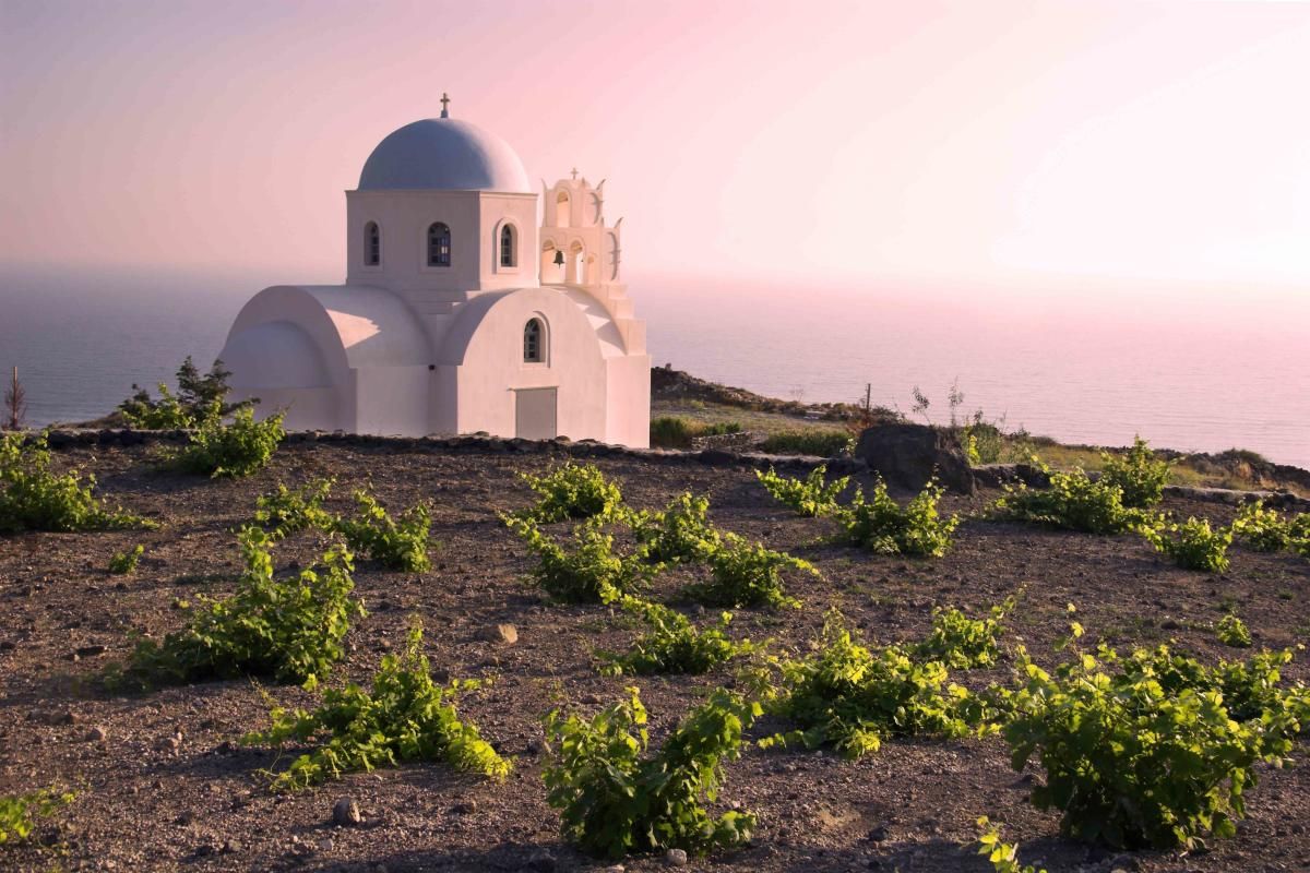 Santorini Vineyards
