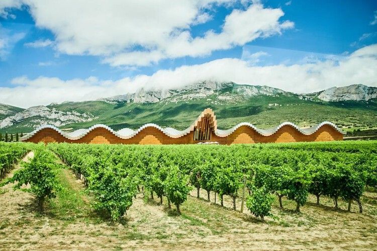 Vineyards in Rioja