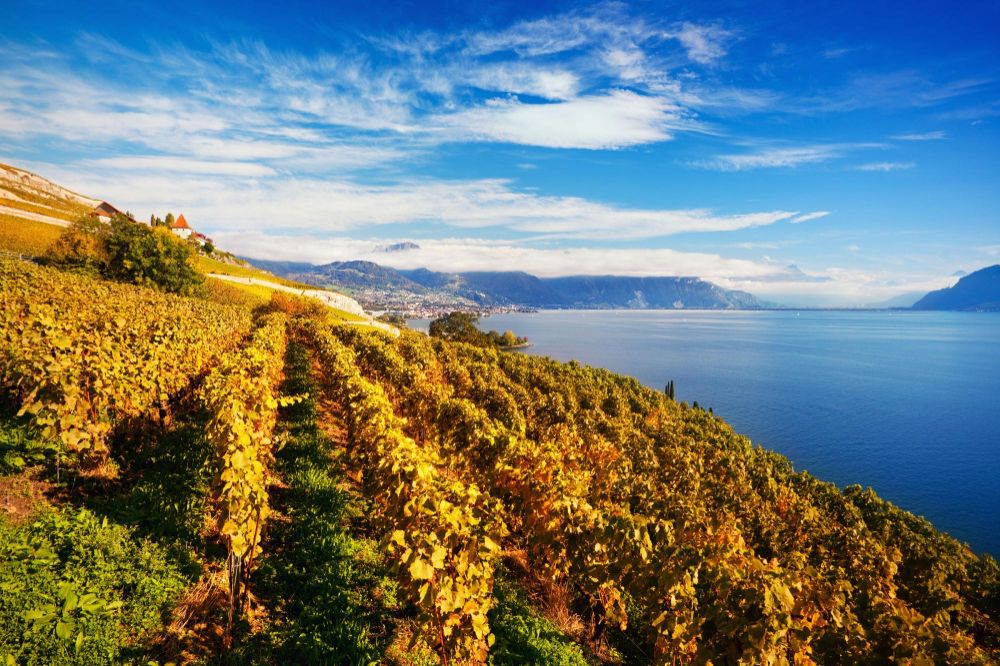 Lavaux Vineyards