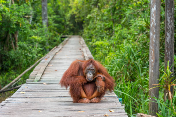 Explore Tanjung National Park